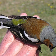 Common Chaffinch